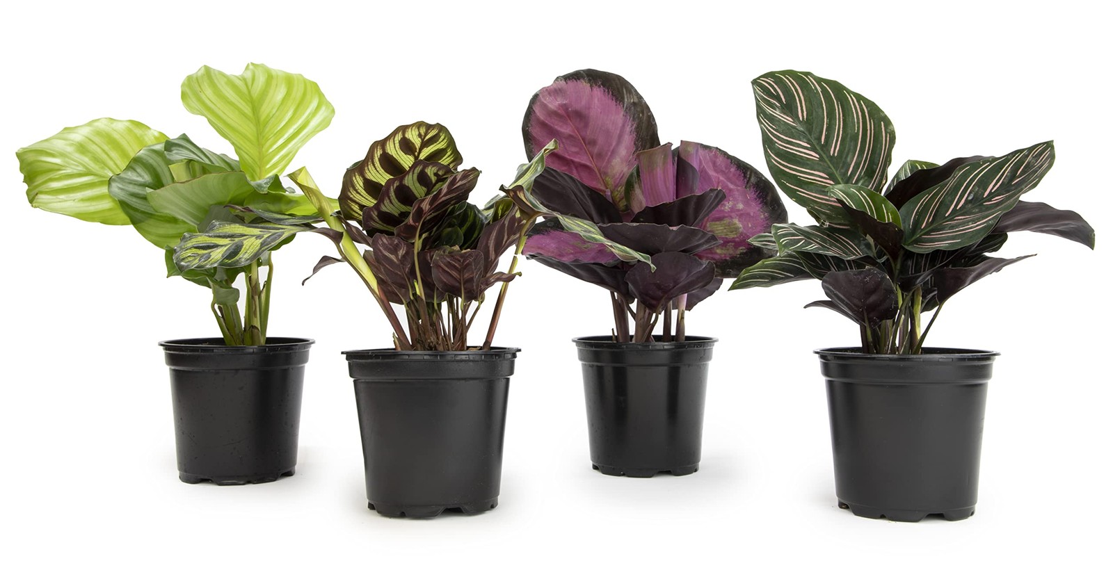 Calathea Prayer Plants Live House Plants 4pk Pet Friendly Indoor Plants Prayer