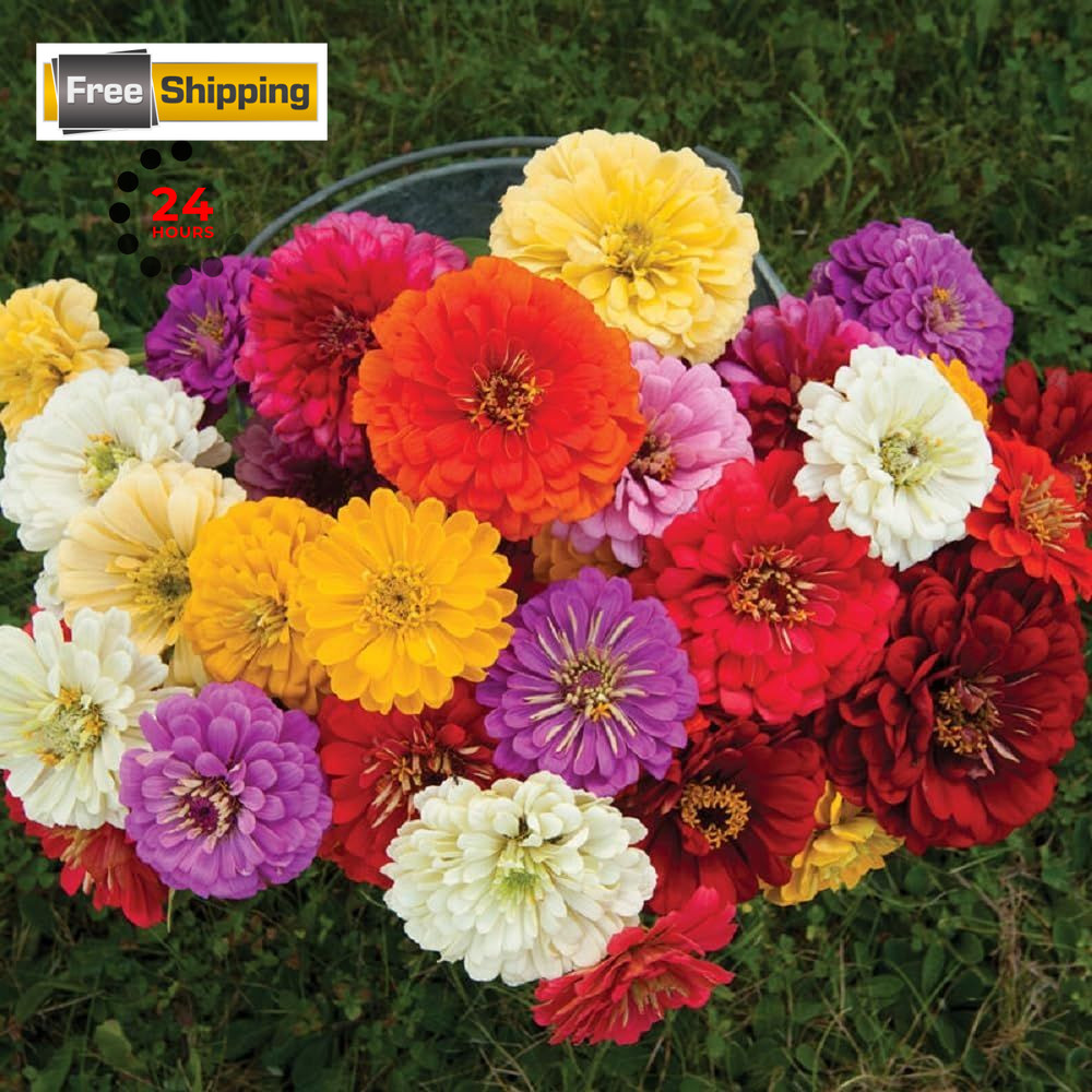 Zinnia Seeds, Giant Dahlia Orange,Pink,Purple,Red,Violet,White,Yellow