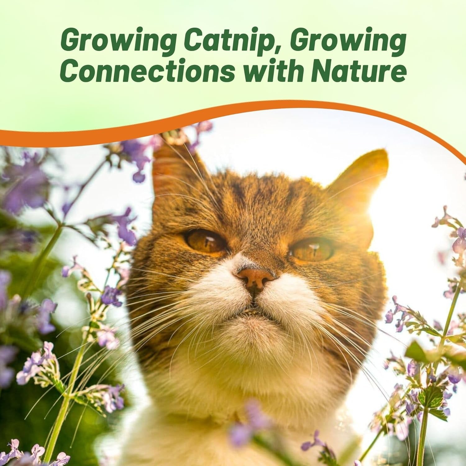 1 OZ Nepeta Cataria Catnip Xeriscape Herb Garden Plant Seeds