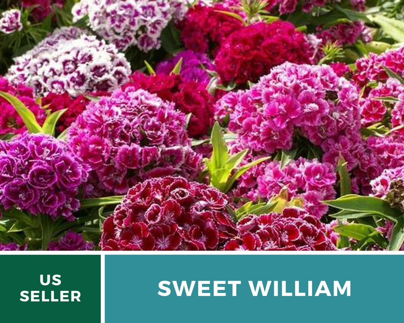 Sweet William – 250 Seeds – Beautifully scented flowers (Dianthus barbatus)