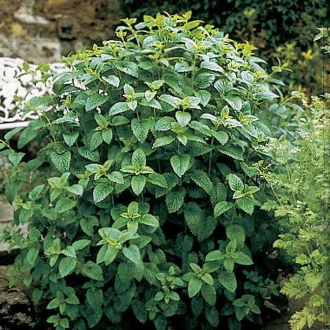 1000+ Lemon Balm Herb Seeds – Mint – – Melissa Odorata – Medicinal – FRESH