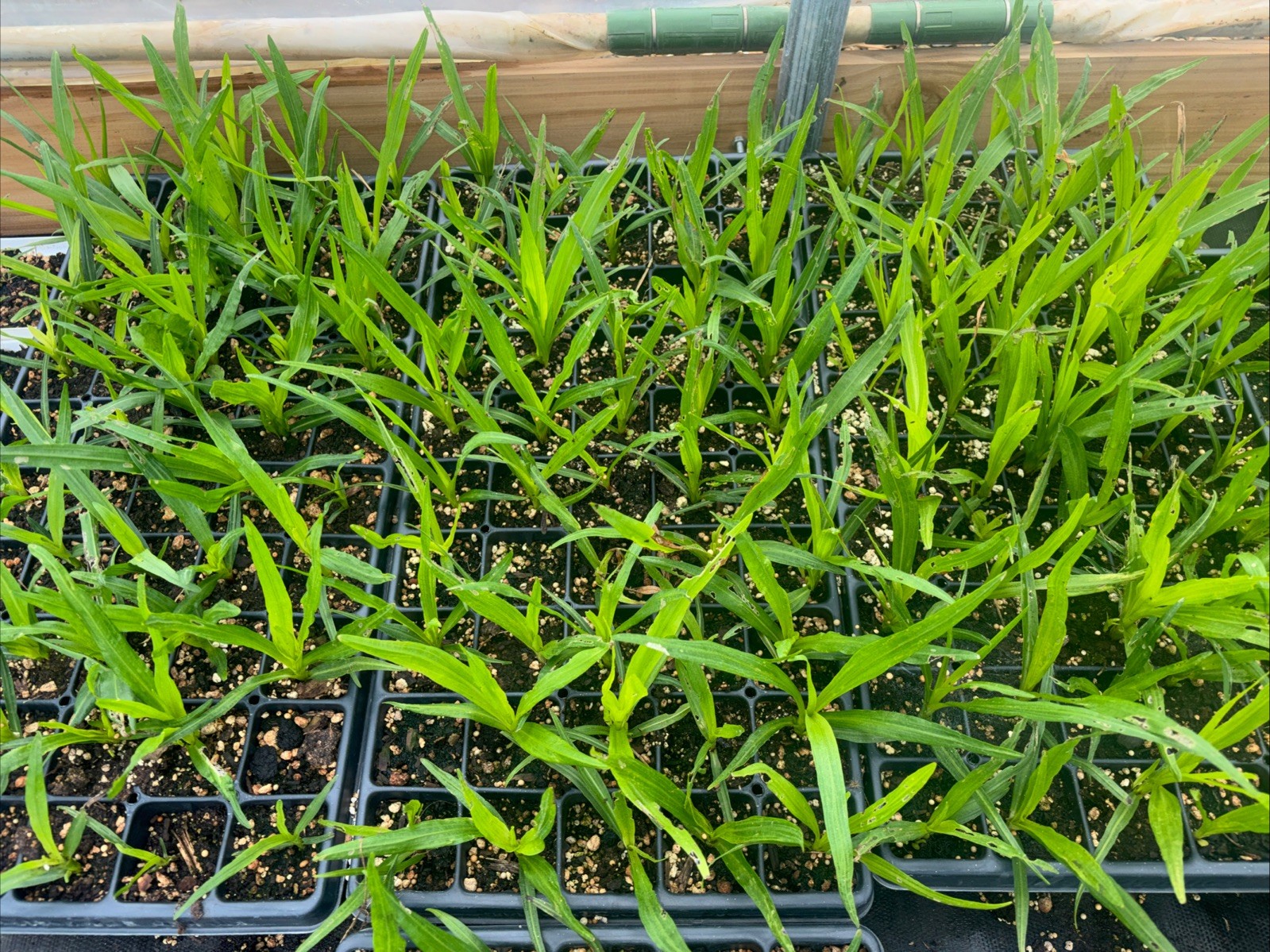 Spiked Liatris Flat Of 50 Plants – Local Pickup Only