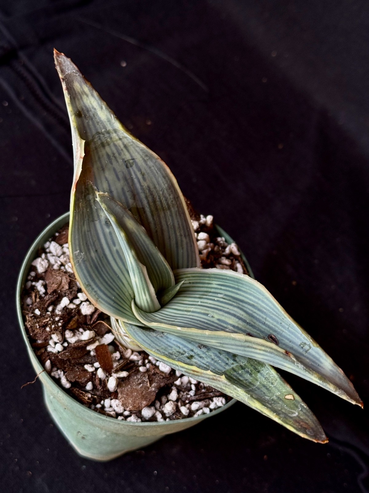 Aloe karasbergensis, aloe plant