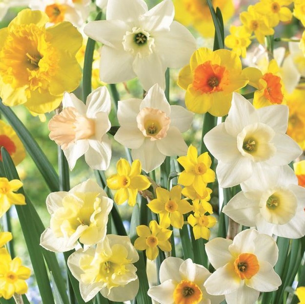 Supreme Yellow Itoh Bartzella Peony Lg. Root, Spectacular Blooms.Check Our Store