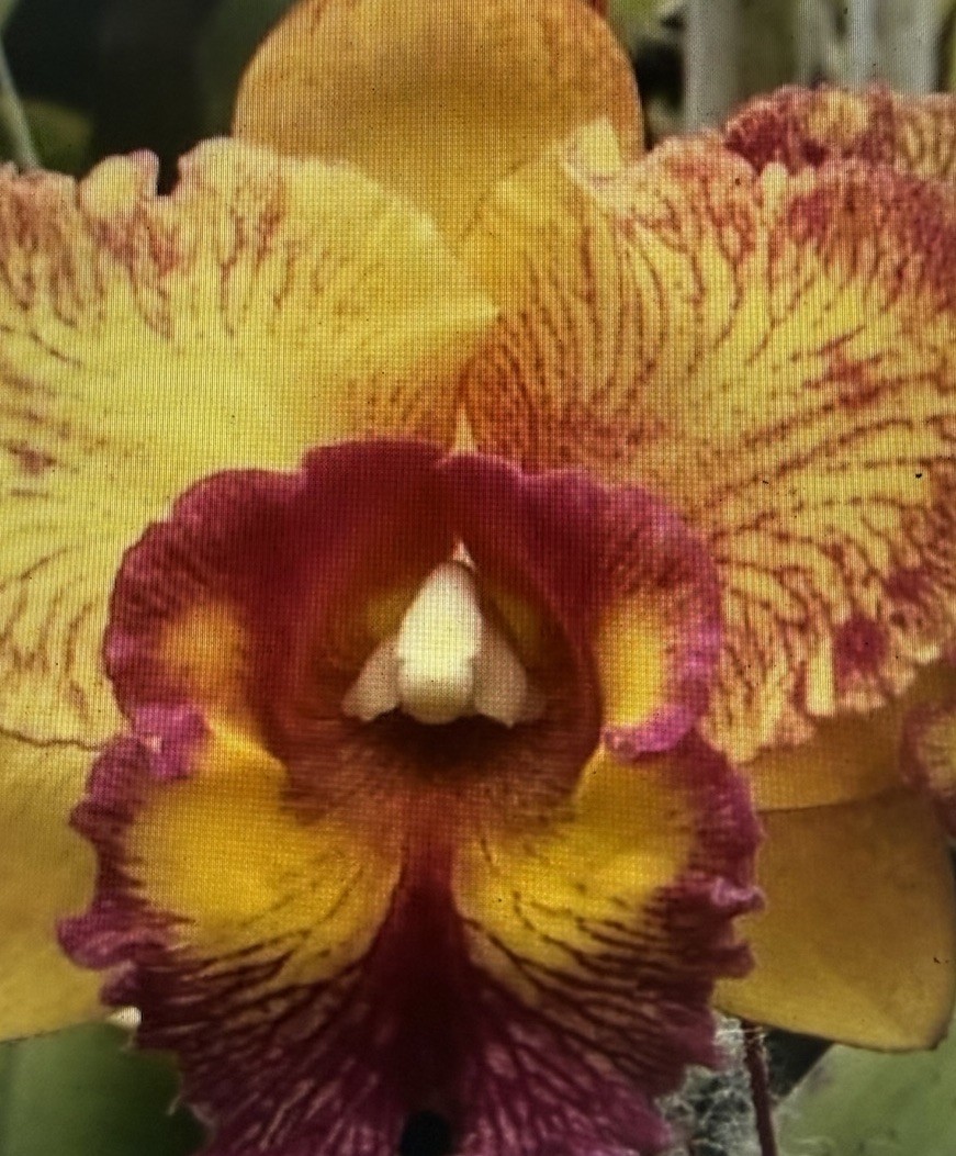 ORCHID PLANTS Blc Hausermanns Starfire Tims Square seedling 2 in pot