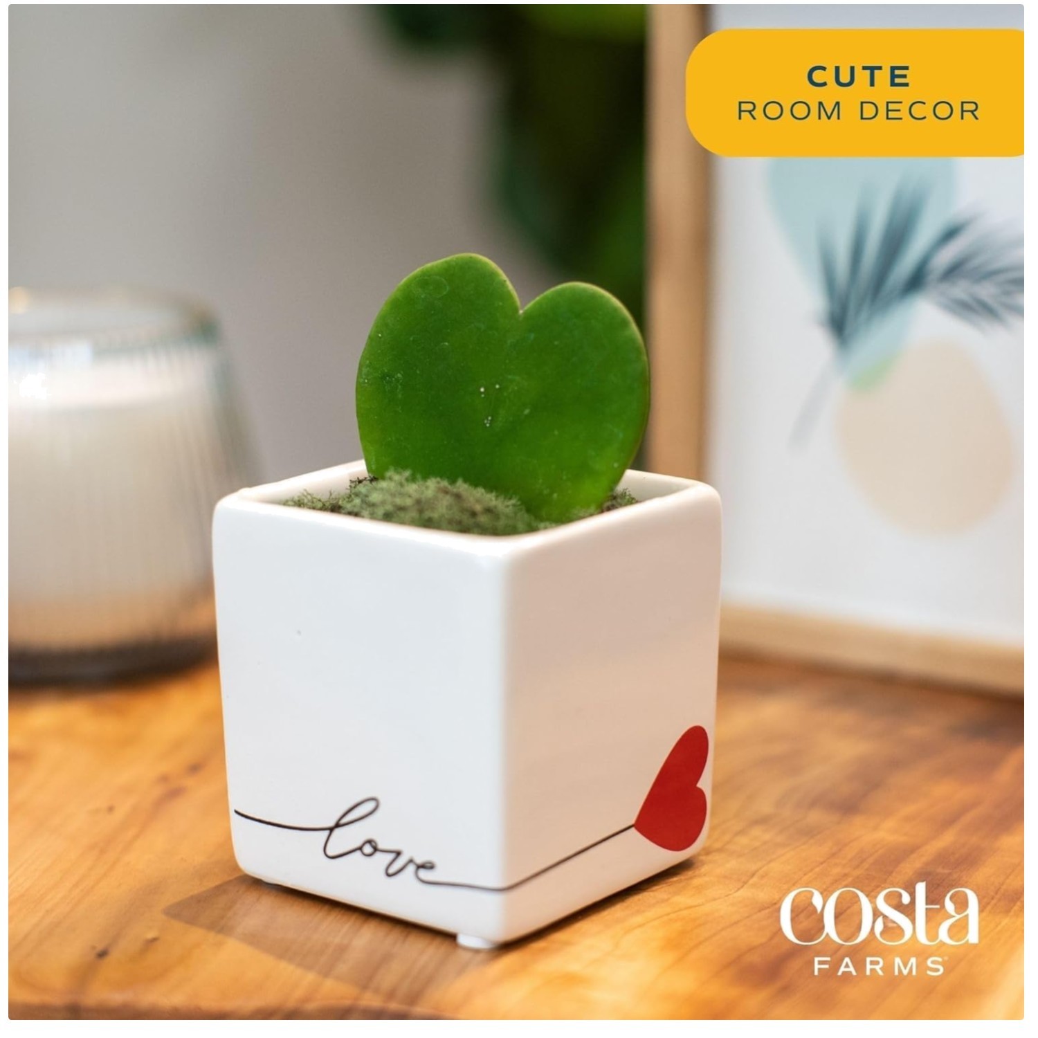 Easy Care Hoya Heart Live Plant in Decorative Pot$-~