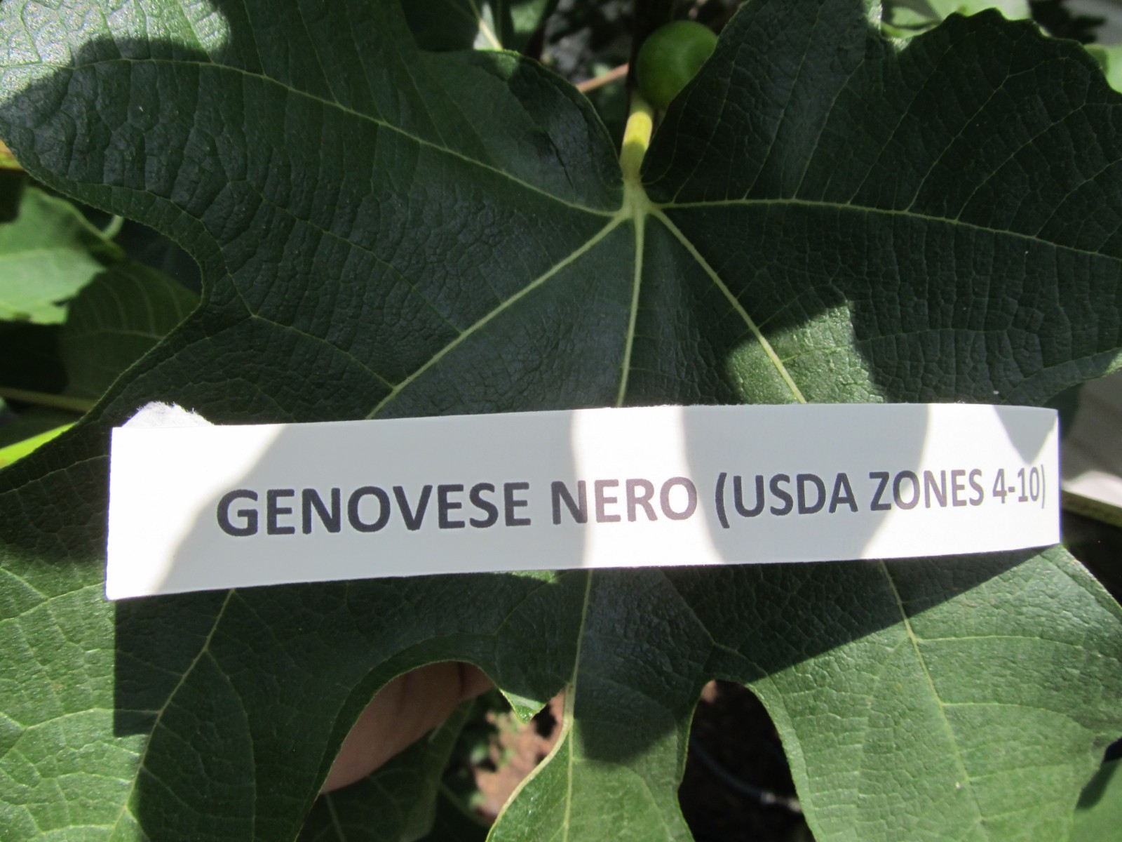 Genovese Nero fig tree 30″ tall, super rooted & ready to pot or put in ground #6