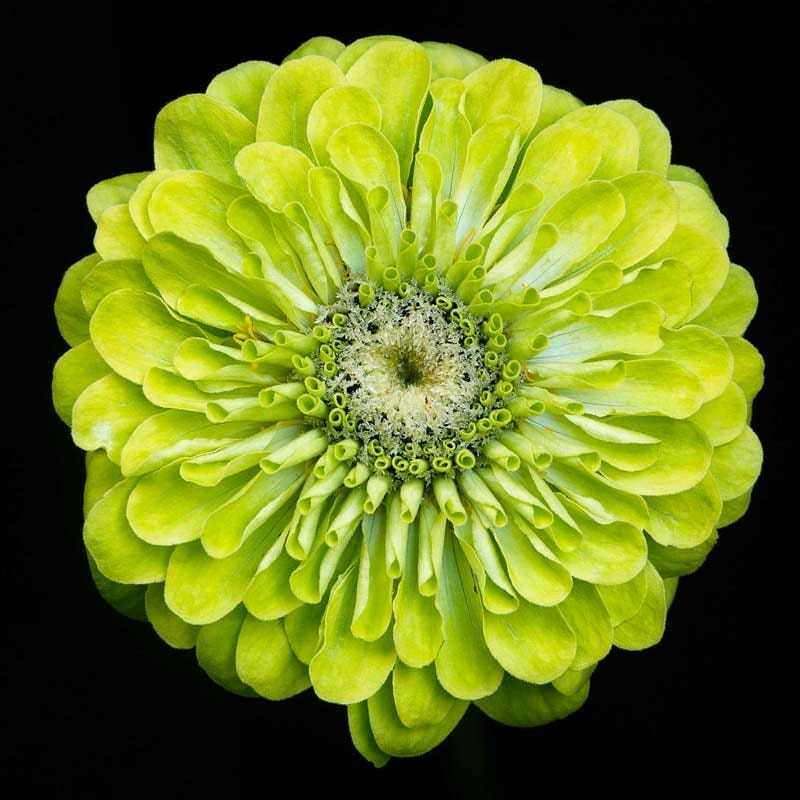 Zinnia ENVY elegans Lime Green Flowers RARE Butterflies Love! Non-GMO 100 Seeds