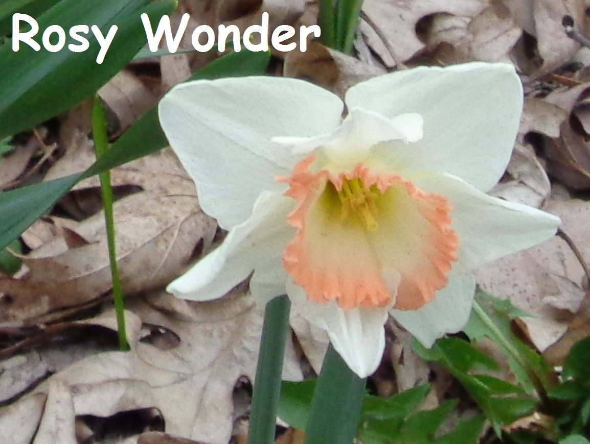 22 DAFFODIL BULBS Pink White “ROSY WONDER” Narcissus Jonquils FromMyGarden*READ*