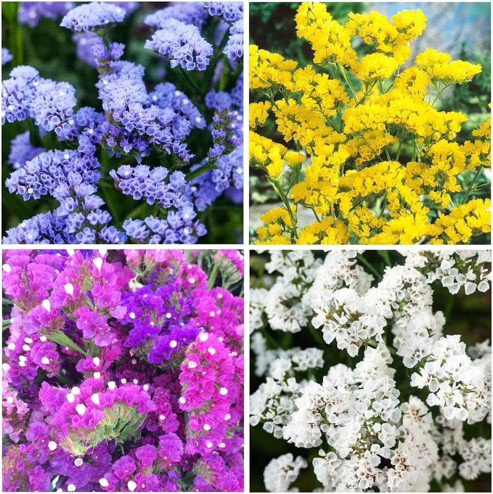 1000+ Perennial Limonium Statice Flower Seeds for Planting Non-Gmo Heirloom