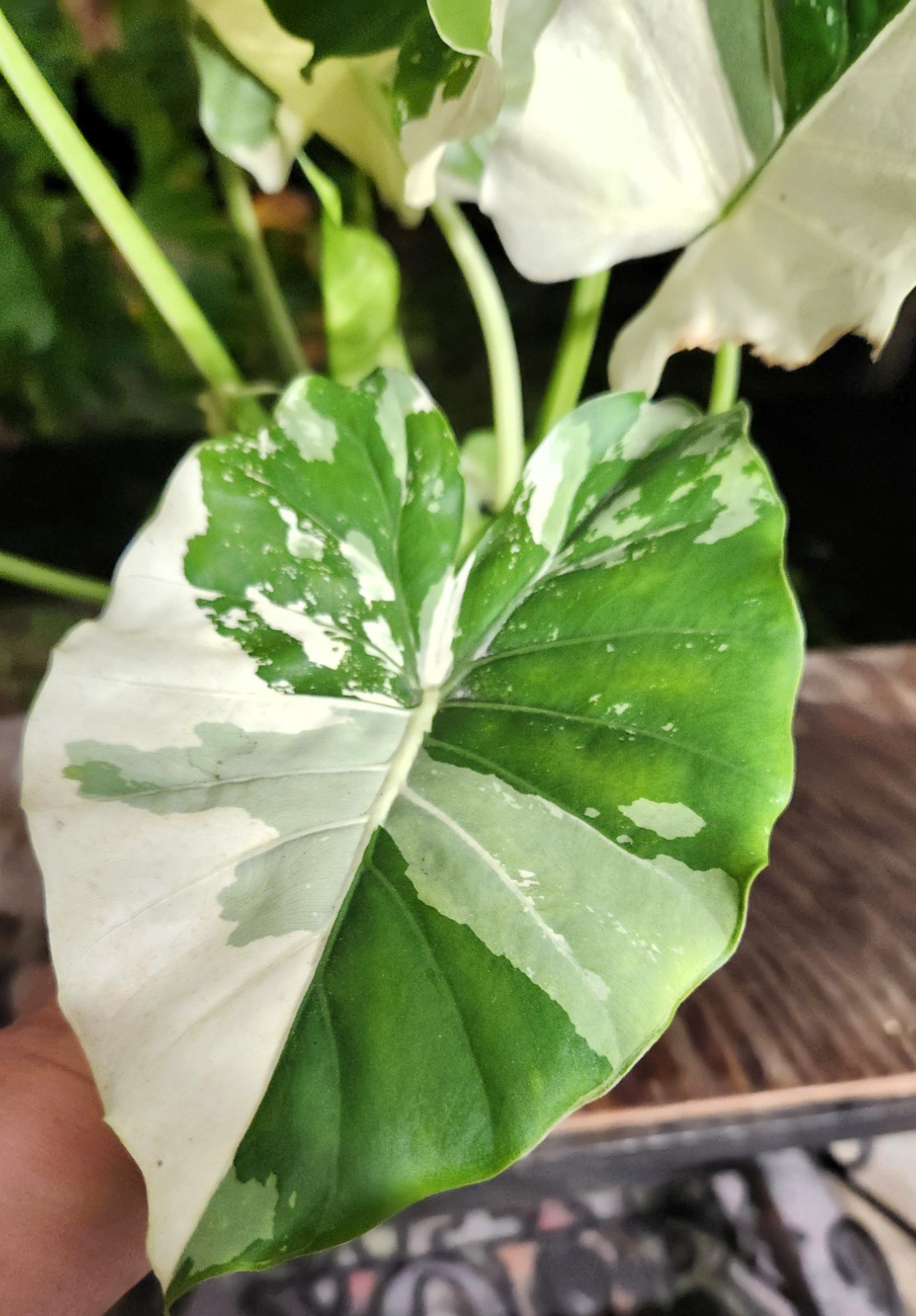 Alocasia gageana variegated plant in 6″ Pot 17″ – 22″ Tall 18″ – 19″ Wide