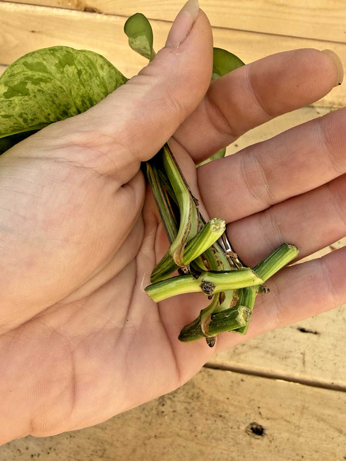 Marble Queen Pothos 3 Cuttings – Rooting in Moss Gorgeous Variegation