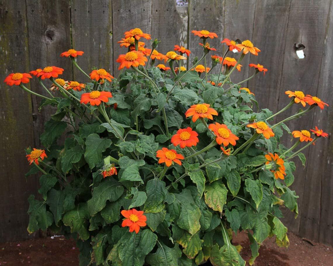Mexican Sunflower Seeds | 100+ Seeds | Attract Butterflies and Hummingbirds