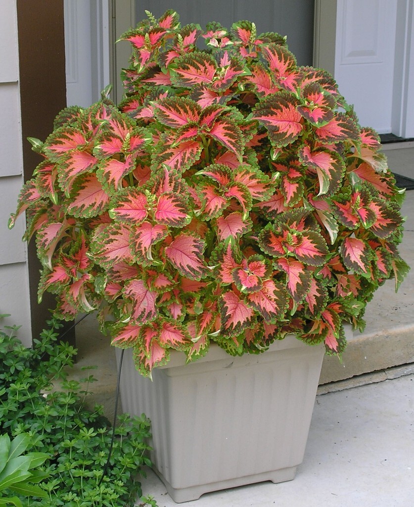 COLEUS Rainbow Mix 125 Seeds Shade, Garden, Container, Houseplant Free Shipping