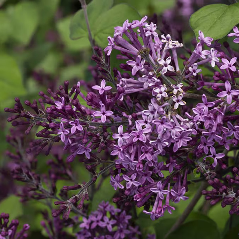 Dark Purple Reblooming Lilac (Syringa) Flowering Shrub in 1 -Gallon Pot 1.0