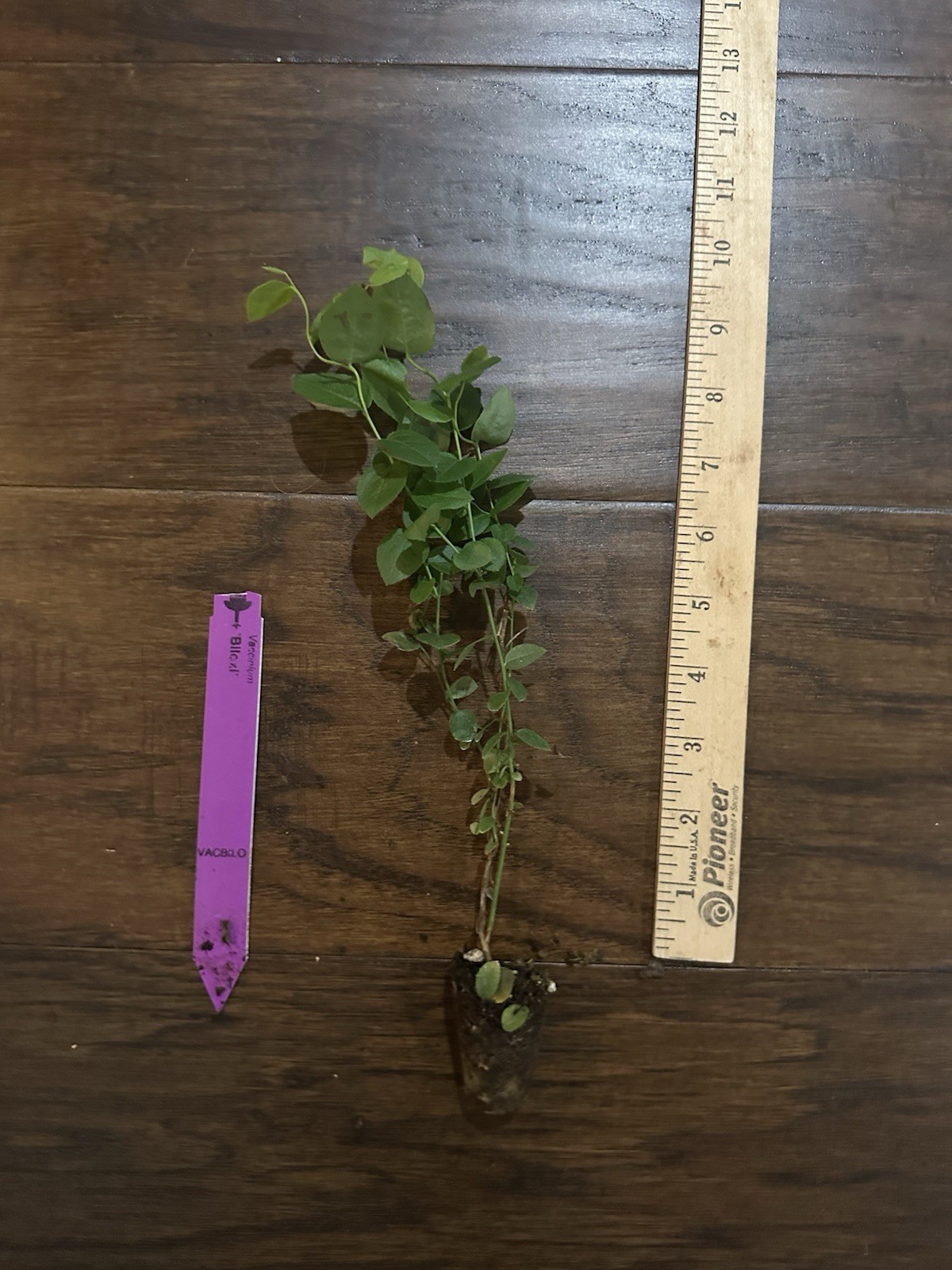 Biloxi Southern Highbush Blueberry – 1 TC plant/plug -6-10 in – Edible Fruit!!!