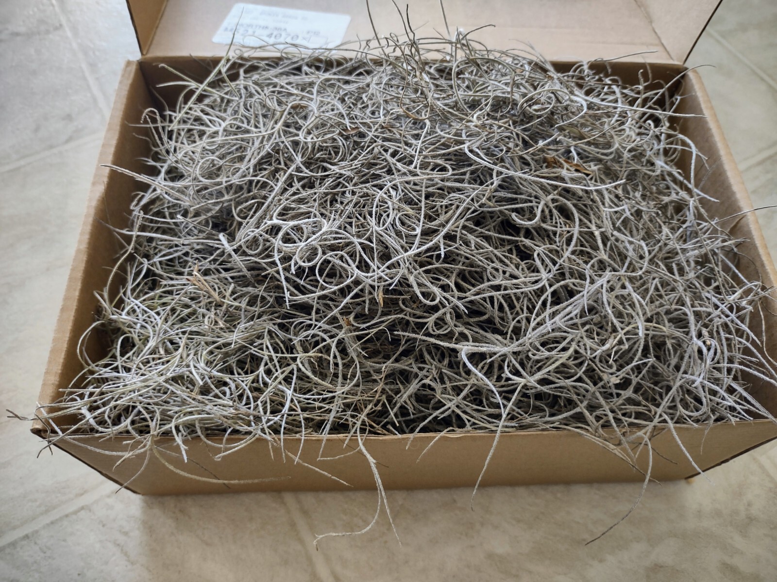 ORGANIC SPANISH OAK MOSS FROM FLORIDA/FOR CRAFTS/SEASONAL/DECORATION/FLORAL ETC