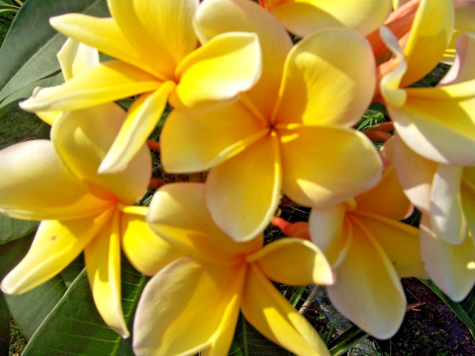 Plumeria – YELLOW – live cutting – tropical plants