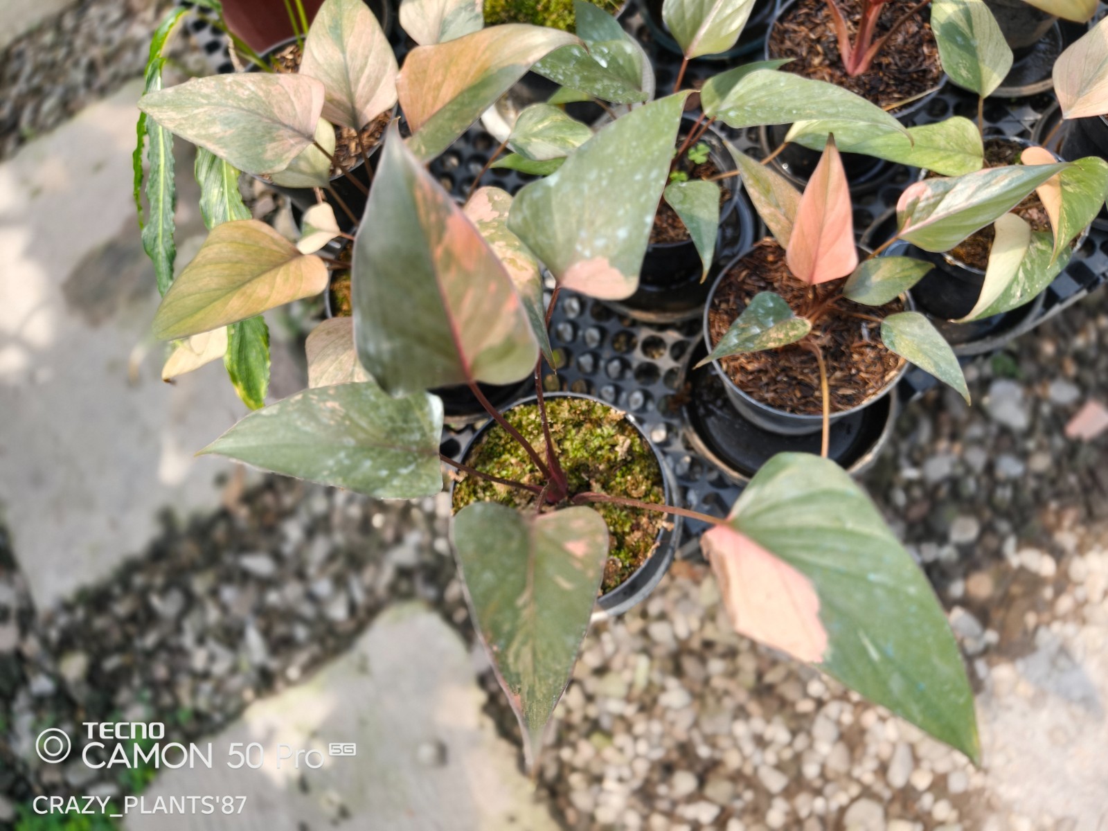 Homalomena Pink Diamond Variegated Beauty — Wholesale And Retail