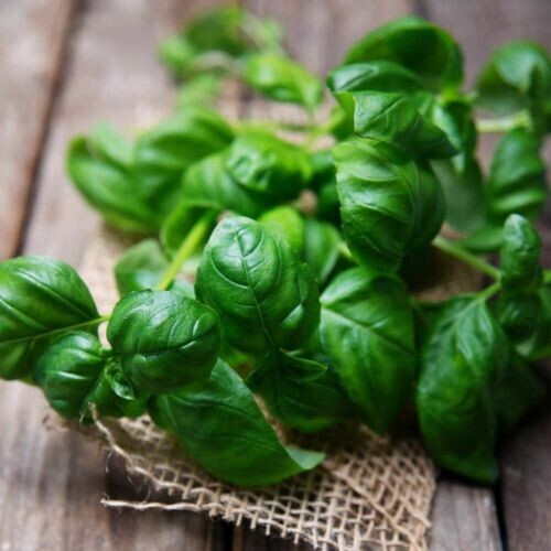SWEET BASIL 300 SEEDS NON-GMO FRESH FOR GARDENS