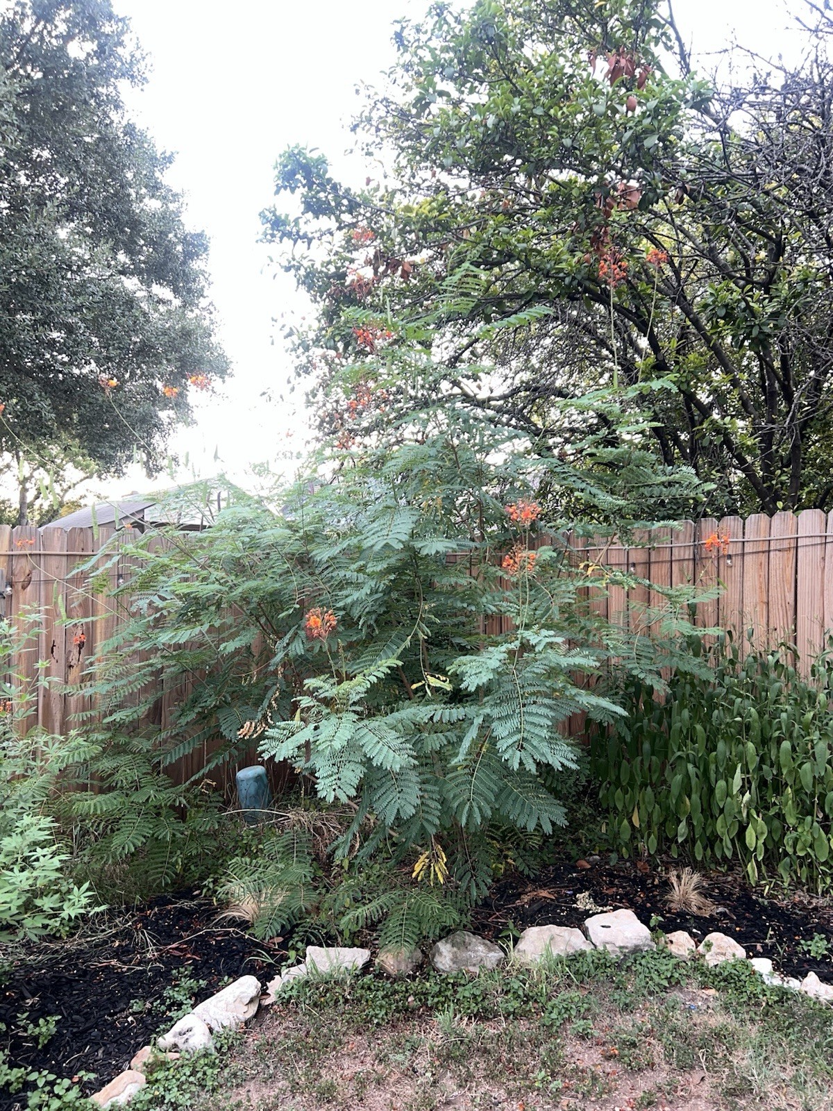 Pride of Barbados Mexican Bird of Paradise Seeds. 12 Seeds.