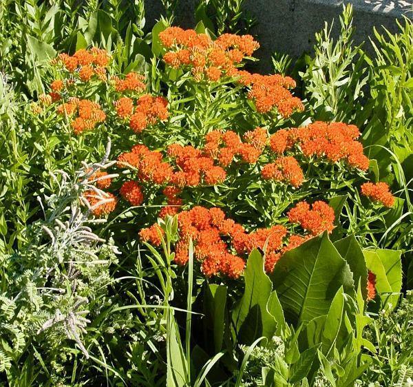 Asclepias tuberosa | Orange Milkweed | 150 Seeds