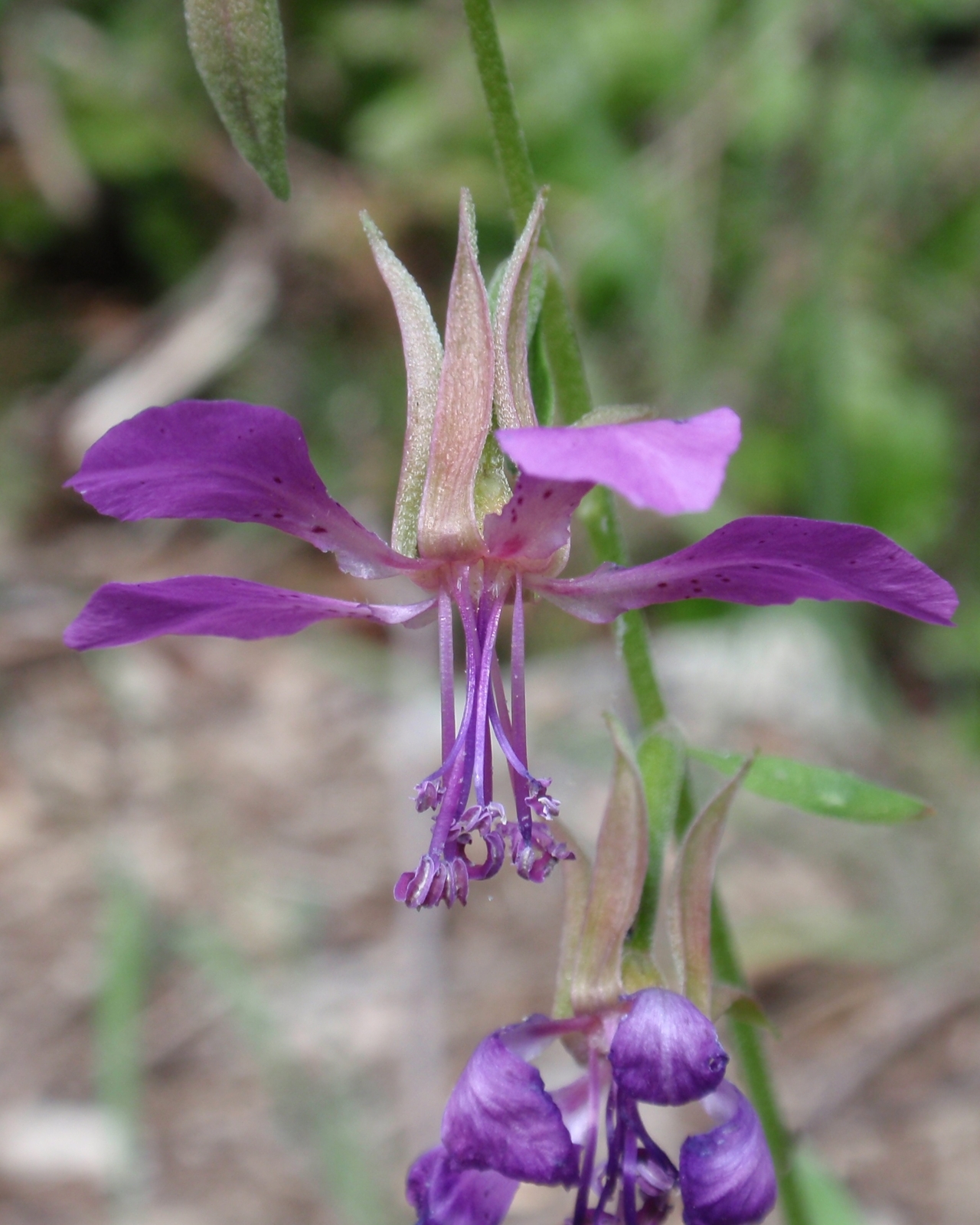50 CLARKIA RHOMBOIDEA Seeds (Deerhorn Clarkia) | NON-GMO | Free shipping