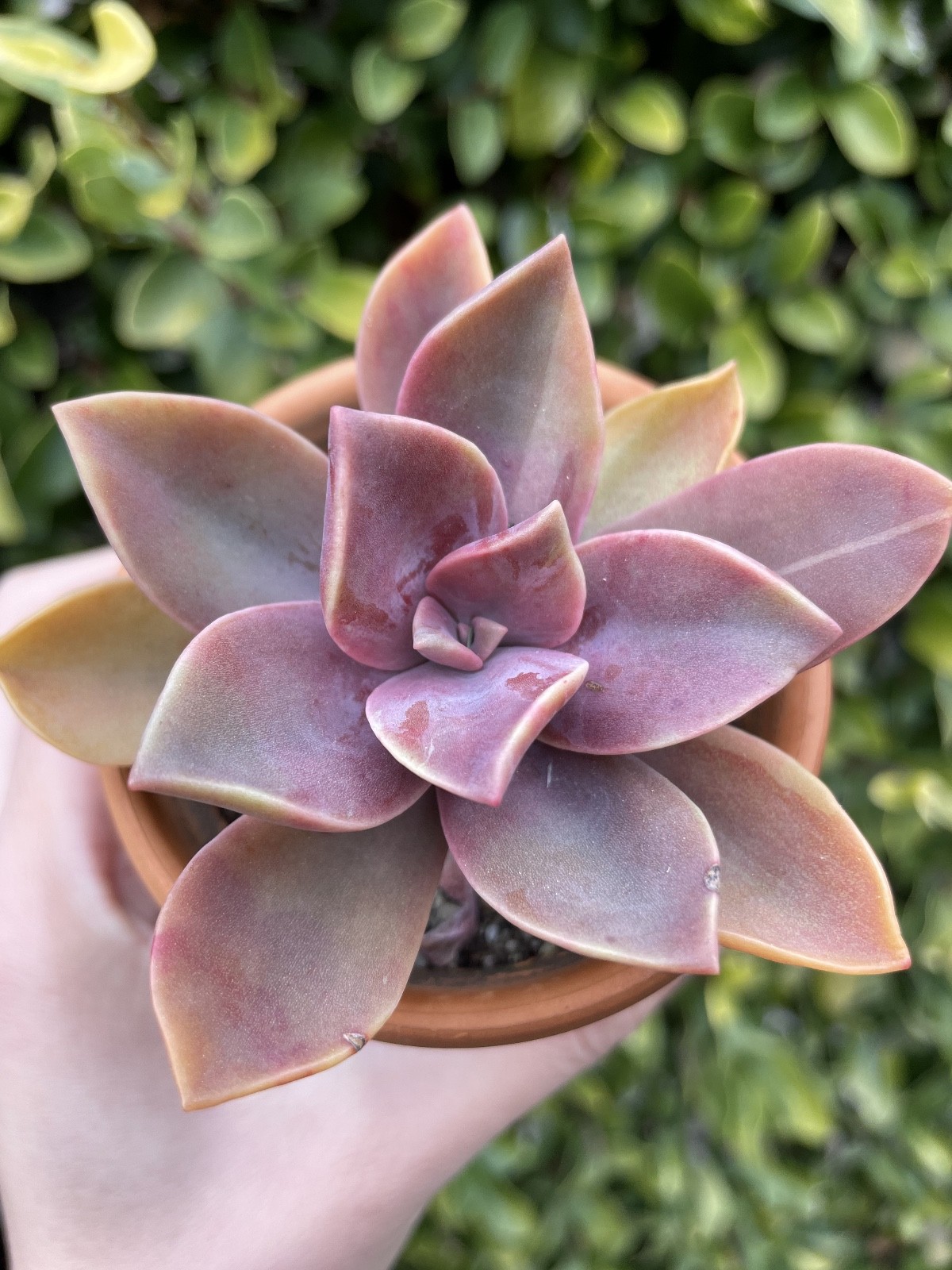 Graptoveria Dusty Rare Succulent Fully Rooted 1-Head Plant Easy Care 1-2 Inch