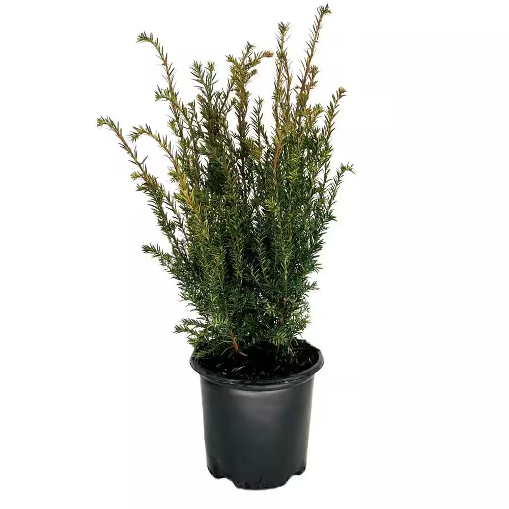 2.25 Gallon Brown’S Yew (Taxus X Media ‘Brownii’) Shrub with Soft Green Foliage