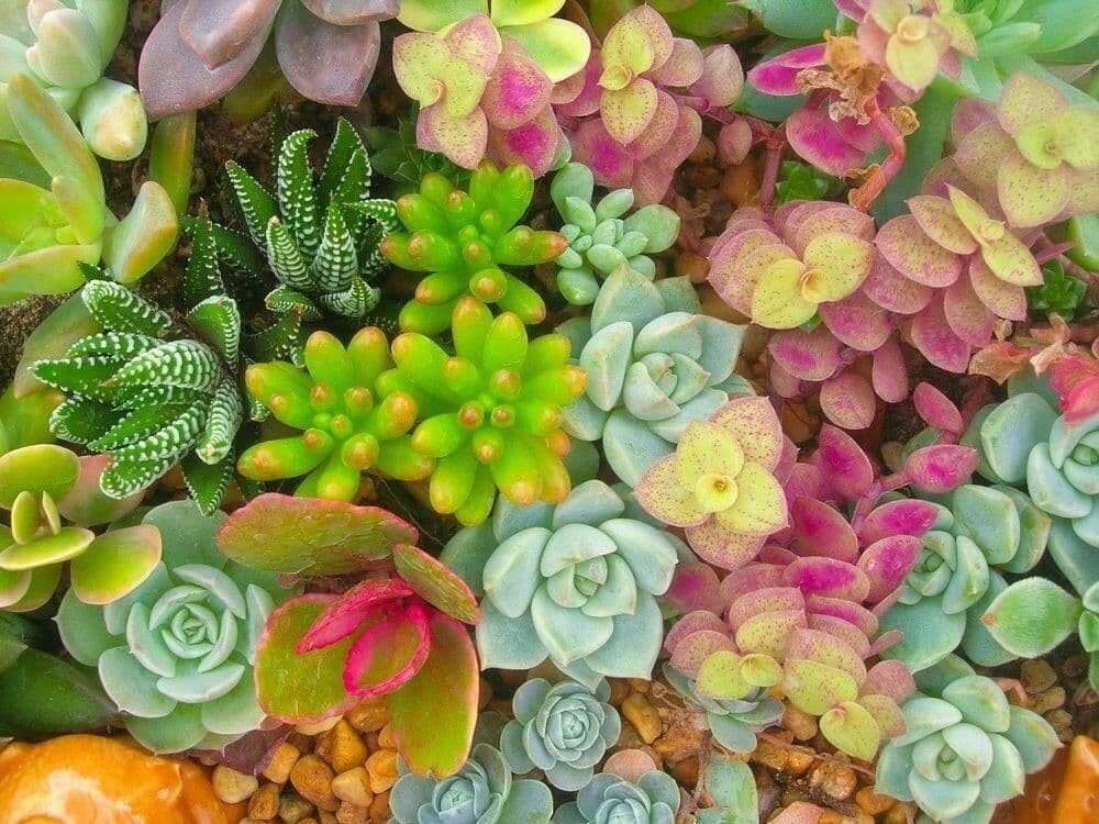 100+ BEAUTIFUL MIXED SEDUM SEEDS – Succulent groundcover USA