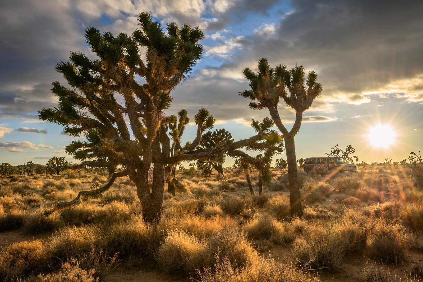 5 JOSHUA TREE Palm Tree Yucca Brevifolia White Flowers Cactus Succulent Seeds