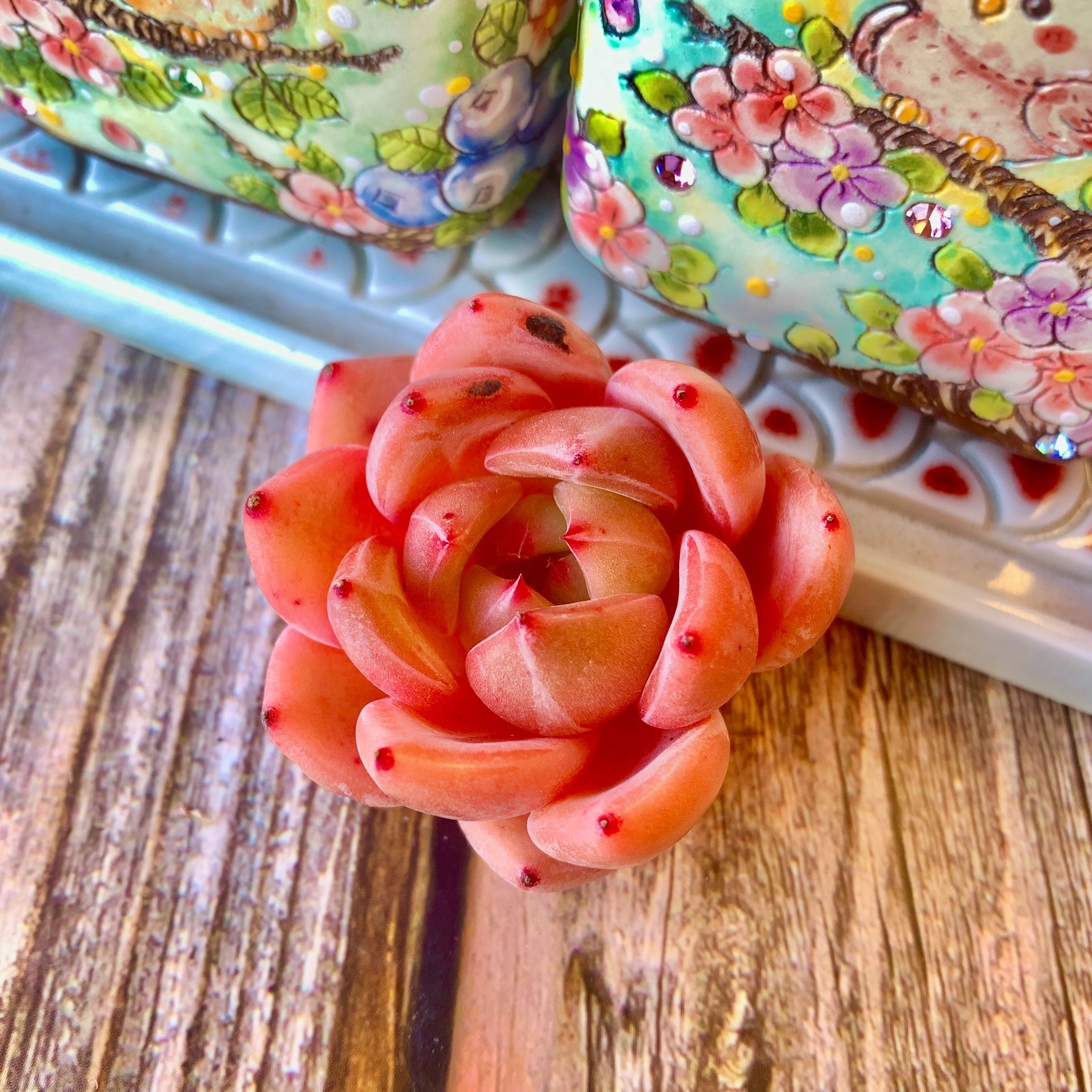 Rare Live Pink Champagne Succulents, Bare Root ，Wedding Favors, Indoor succulent