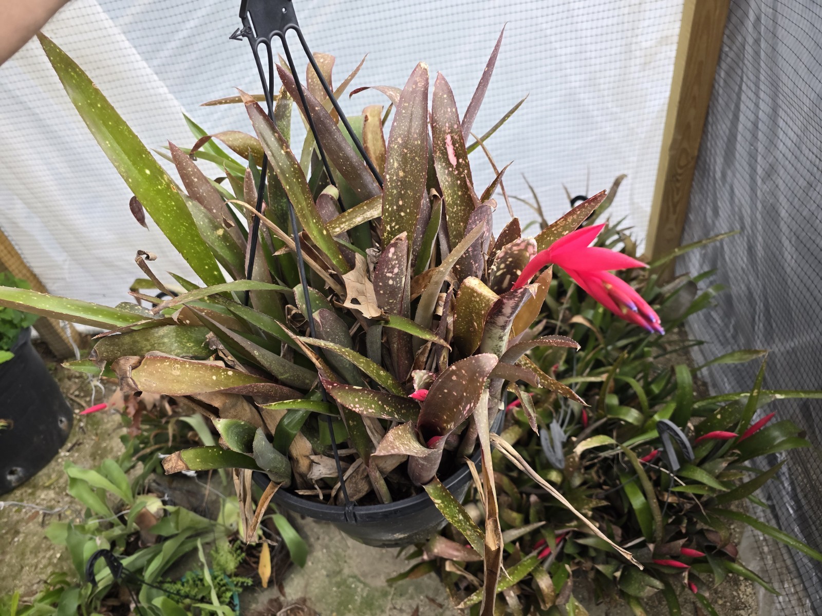  (12) Billbergia bromeliad, Hybrid ‘Pink Champagne’ 12 Plants