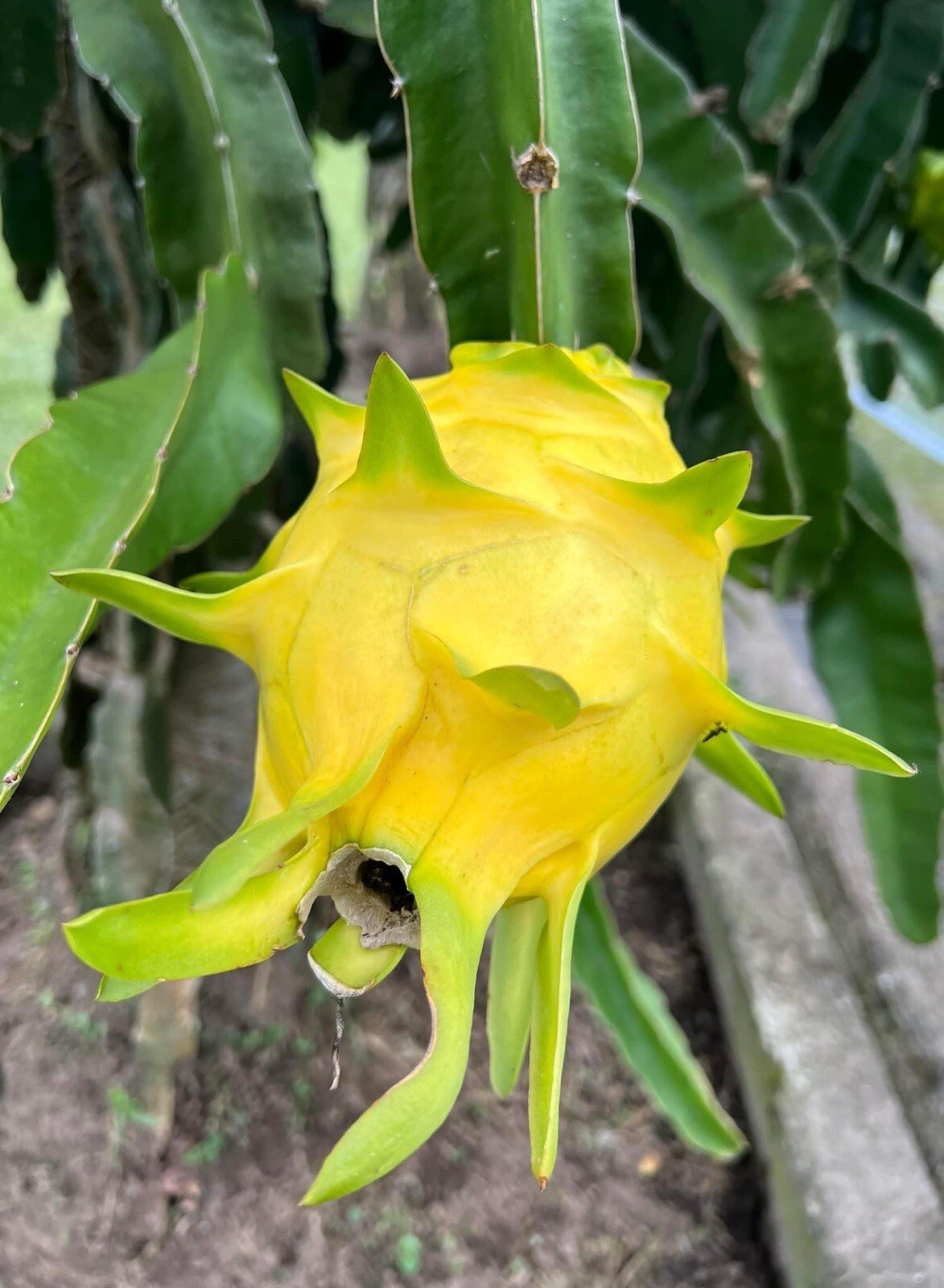 23 Dragon Fruit cuttings 8-12 inches long check The Description ￼ ￼