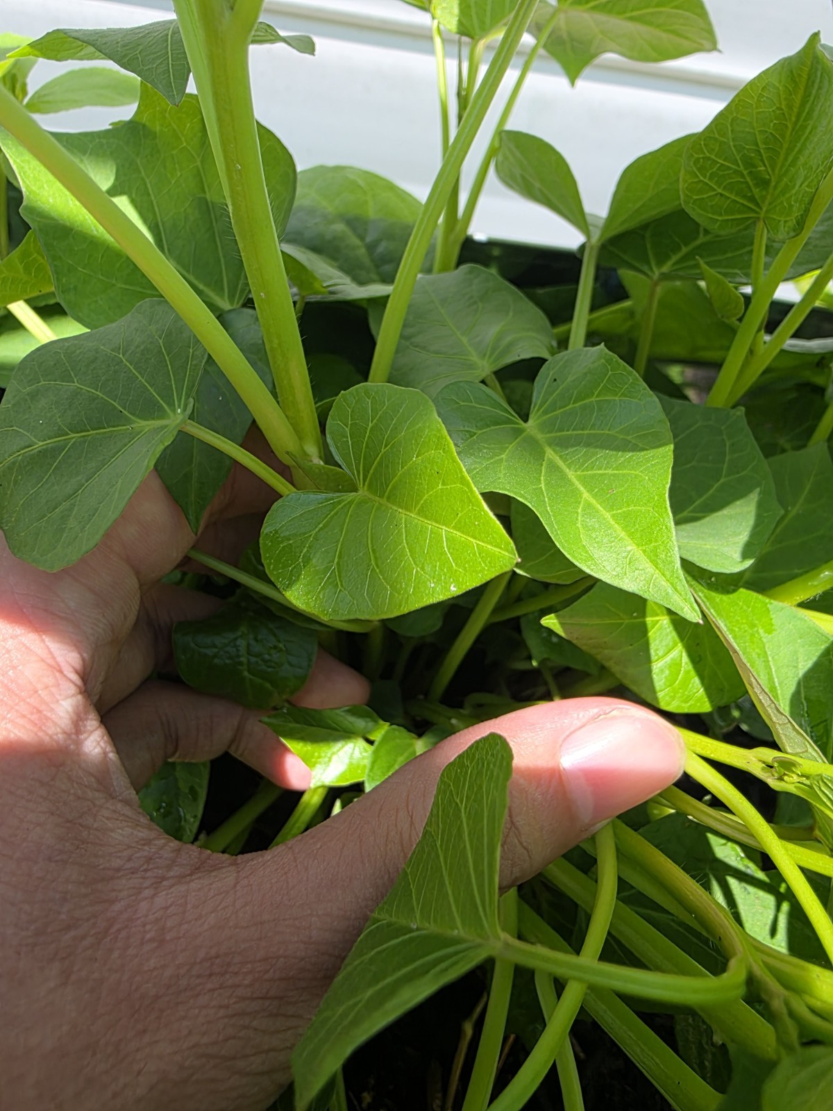 White Hannah x Red Garnet Yam Rooted Slips Premium Rare Variety Pack – 10 Total