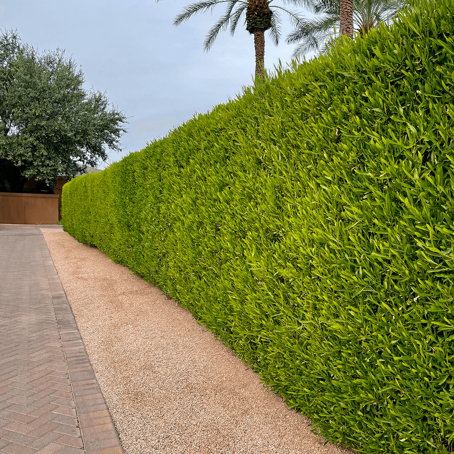Hopseed Bush Green Dodonaea Vicosa 10 Seeds Free Shipping!