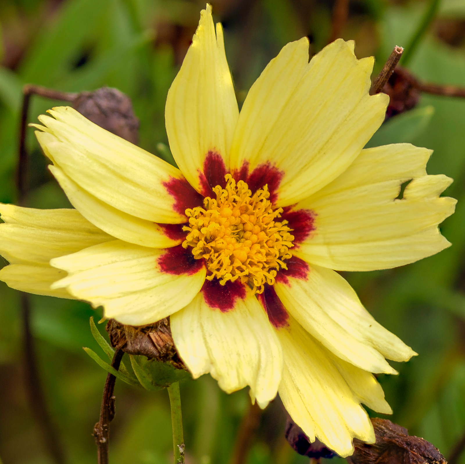 1,000 UPTICK CREAM Coreopsis Seeds (Coreopsis tinctoria) Annual Garden Flower