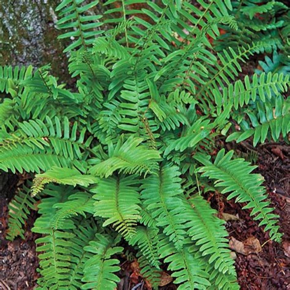 FERNS – Polypodiophyta: 3 PLANTS – SEE DESCRIPTION – LOOK