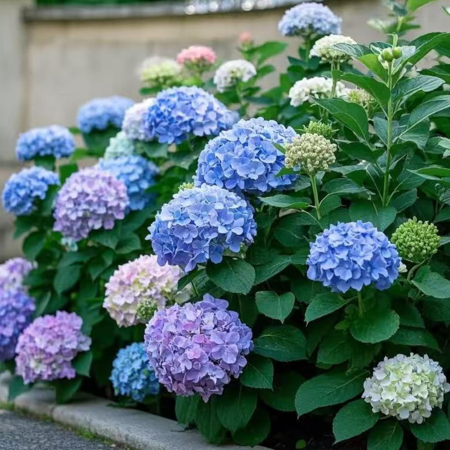 35 Mixed Color Hydrangea Seeds – Blue, Pink & Purple Blooming Flower Seeds for H
