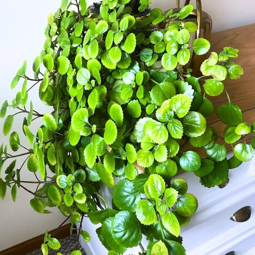 Green Swedish Ivy Live Plants -Size 3-8 Inches – Green Swedish Ivy Houseplant