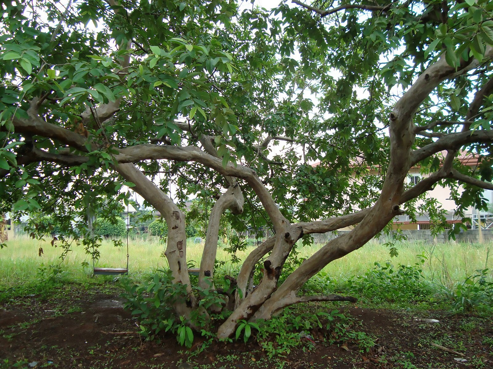 Guava, Psidium guajava, Tree Seeds