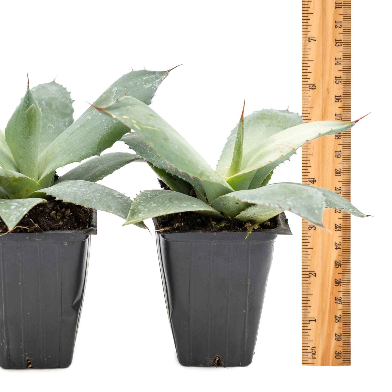 2 Artichoke Agave Succulent Plants in 3.5″ Cube- Live Blue Gray Rosette (parryi)