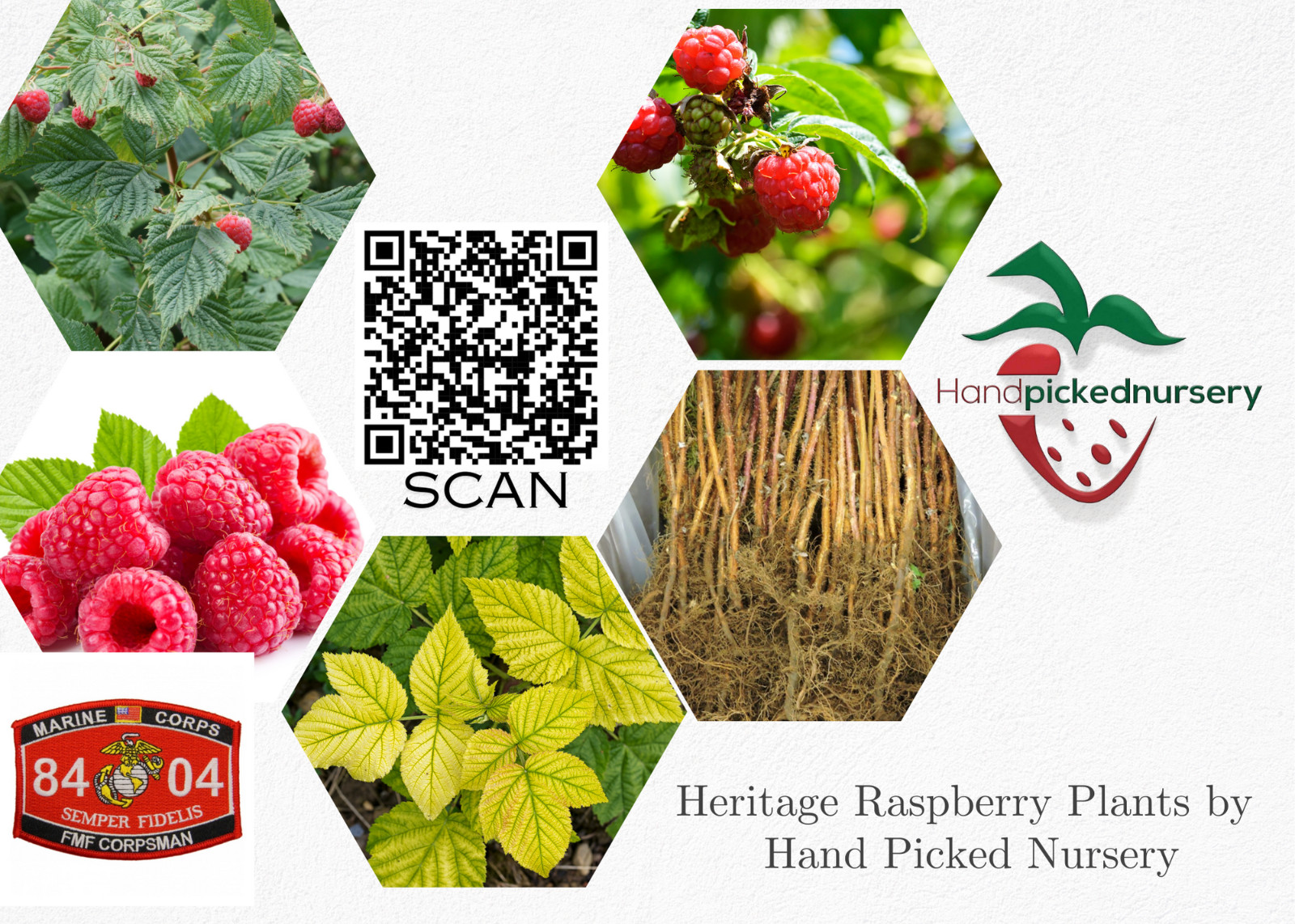 2 Heritage – Red Raspberry Plants – Everbearing – Organic Grown – Ready for