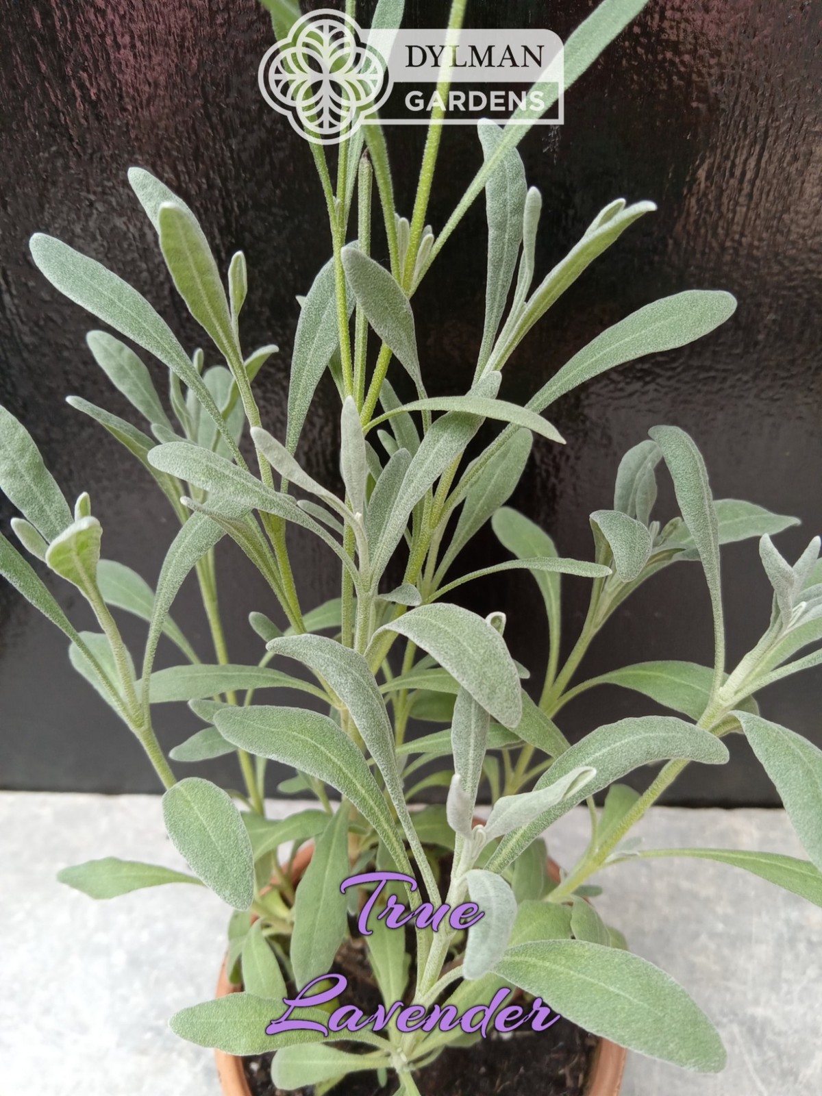 True Lavender (Lavandula angustifolia) Herb – Dwarf Lavender – Multiple Sizes