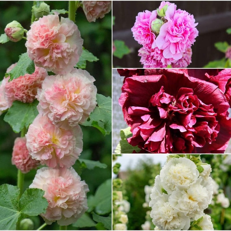 Hollyhock Tall Double Mixed Flower Seeds (50) Fifty Seeds. Free Shipping!