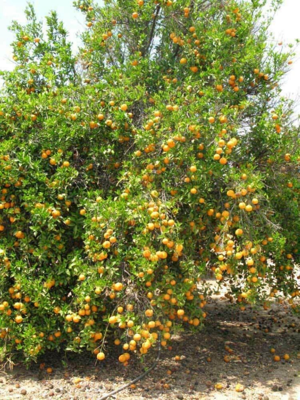 Florida only! Ponkan Mandarin, DWARF 26-30″ tall Chinese Honey Orange grafted