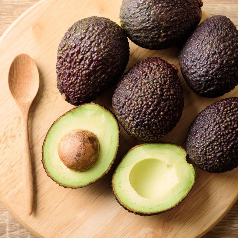 Grafted Hass Avocado (Persea americana) Live Fruit Tree (10in-2ft)