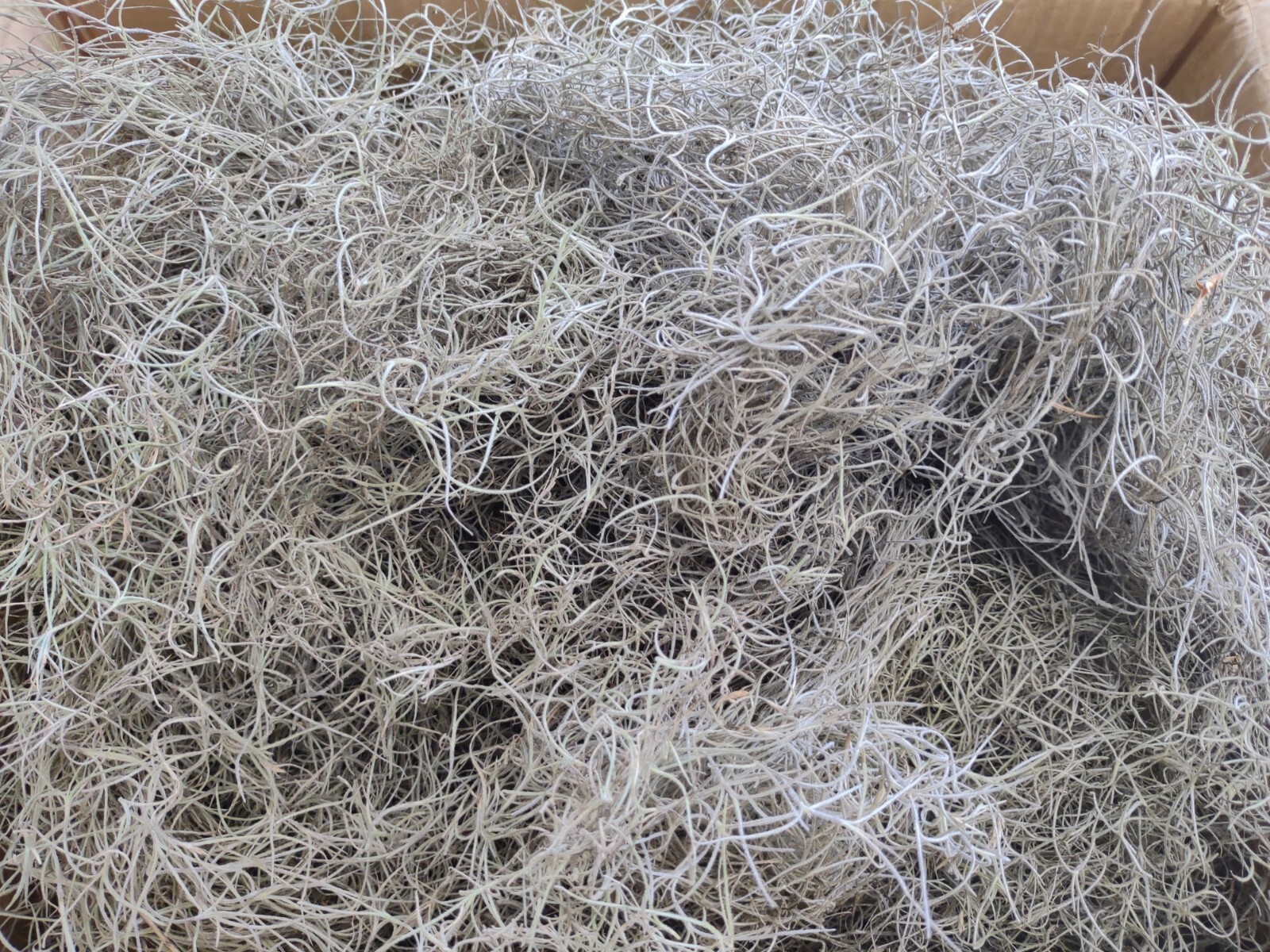 ORGANIC SPANISH OAK MOSS FROM FLORIDA/FOR CRAFTS/SEASONAL/DECORATION/FLORAL ETC