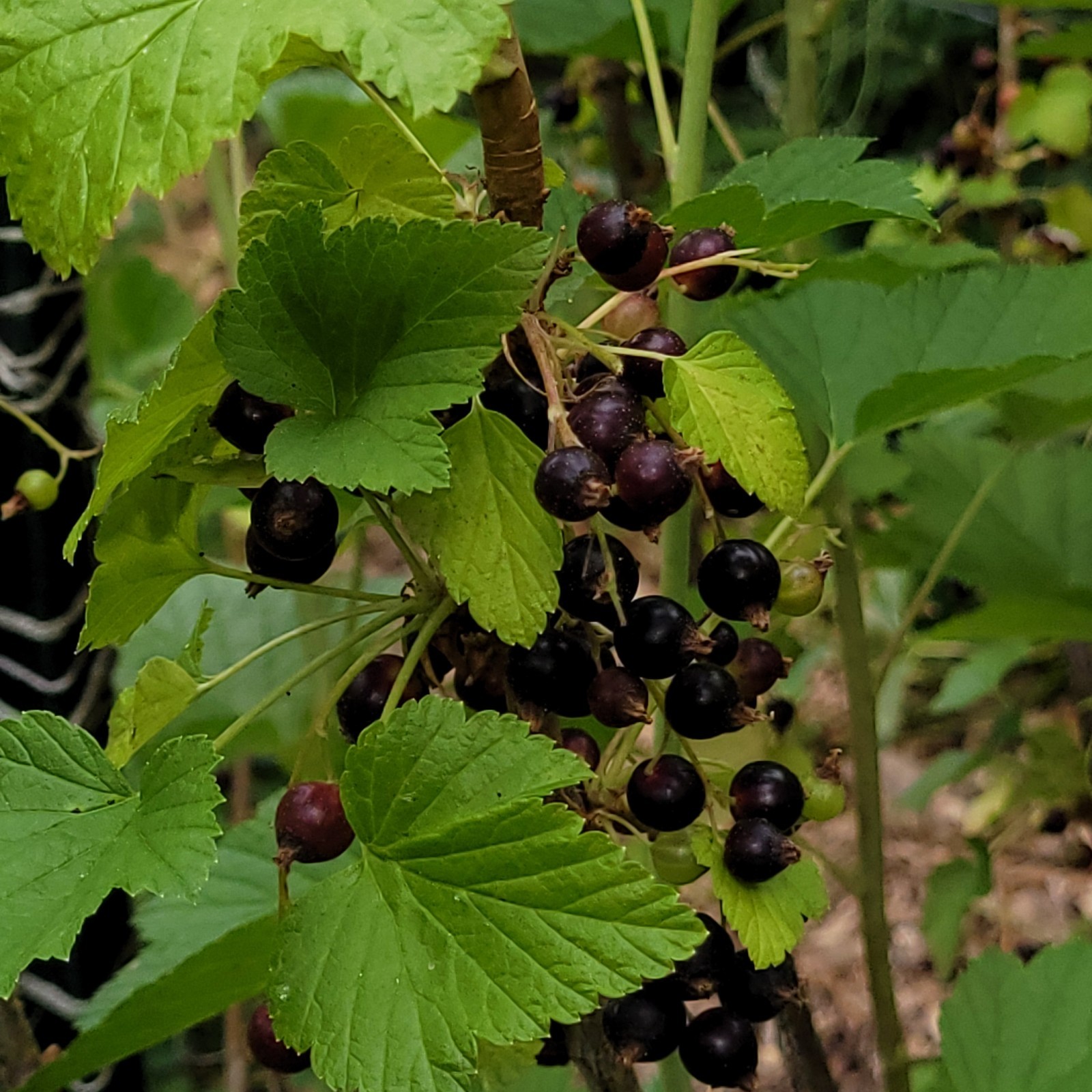 6 Black Currant Ribes Nigrum Fresh Helathy Cuttings Unrooted Zones 3-8 Hardy