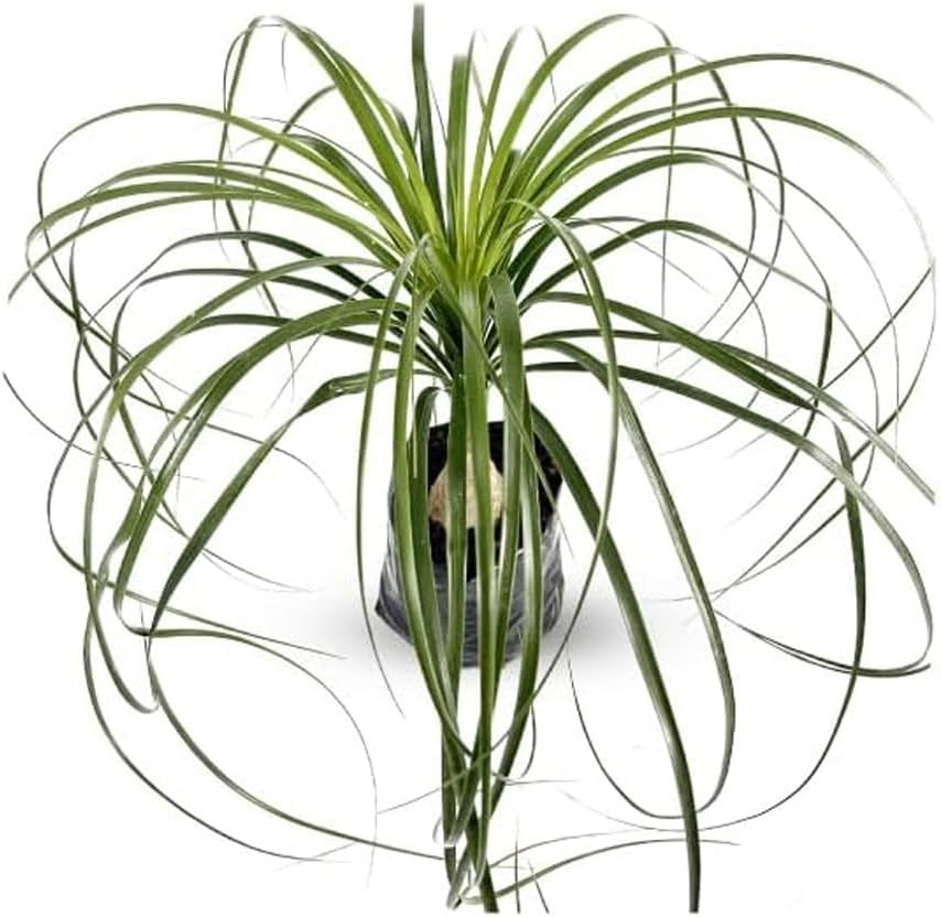 Beaucarneae Recurvata LEAL PLANTS ECUADOR Ponytail Palm Bonsai Plant